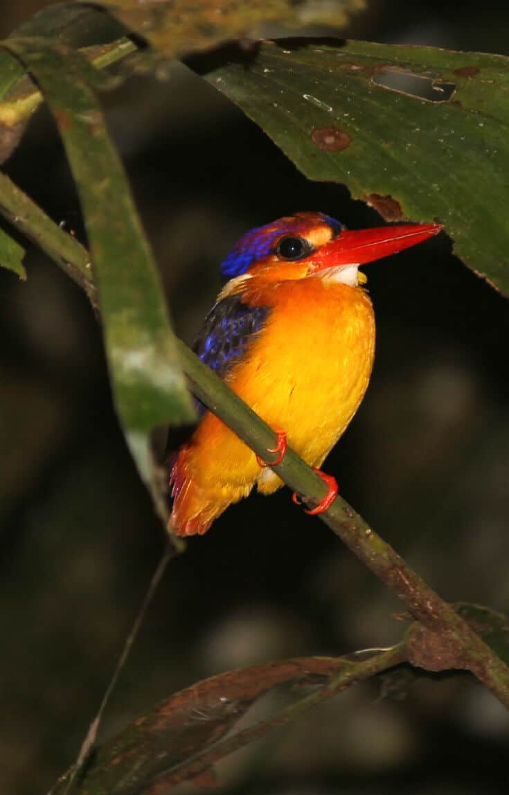 Birds that live in India -Oriental Dwarf Kingfisher