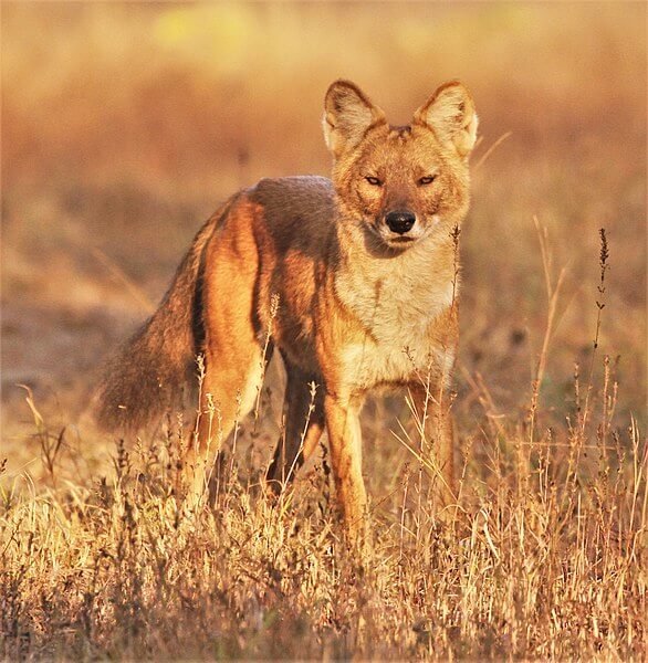 Dhole Indian Wild Dog