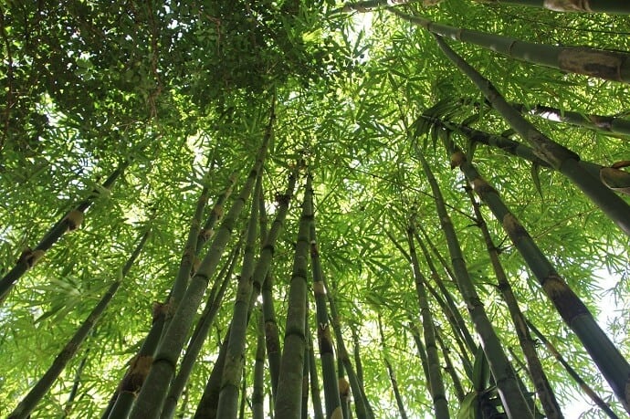 God of Forests and Wild Foods - Hawaiian God Kane