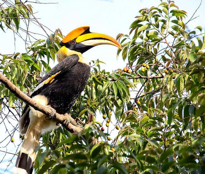 Birds in Indian -Great Indian Hornbill