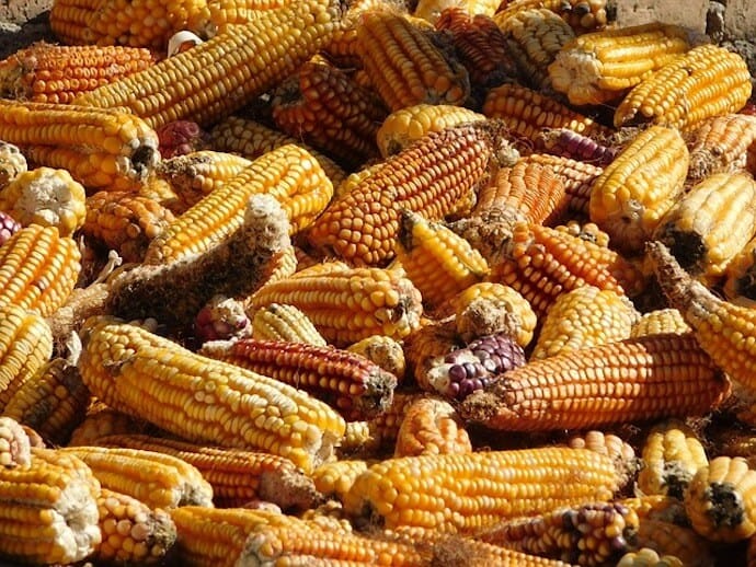 Corn is an important Guatemalan food and a large part of Guatemalan culture