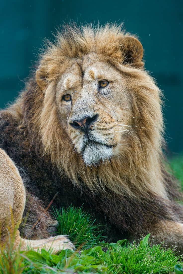 Indian Big Cats -Asiatic Lion