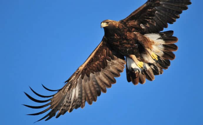 Indian Birds -Golden Eagle