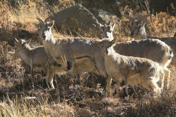 Indian Deer -Himalayan Musk Deer