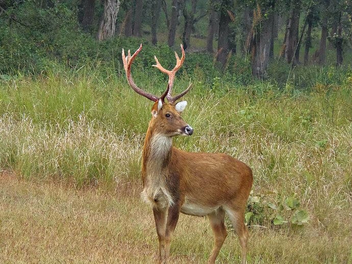 Indian Mammals -Barasingha Deer