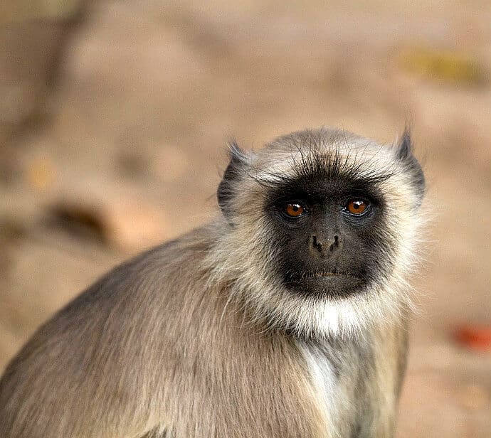 Indian Monkeys -Langur Monkey