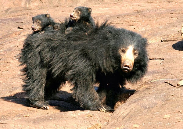 Indian Sloth Bear with Cubs