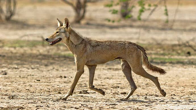 Indian Wolf Photo by Dhaval Vargiya