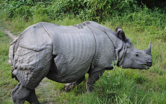 Mammals in India -One horned Rhino