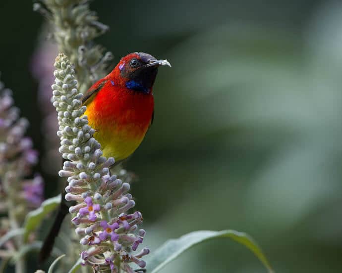 Pretty multicolored birds in India -Mrs. Gould's Sunbird