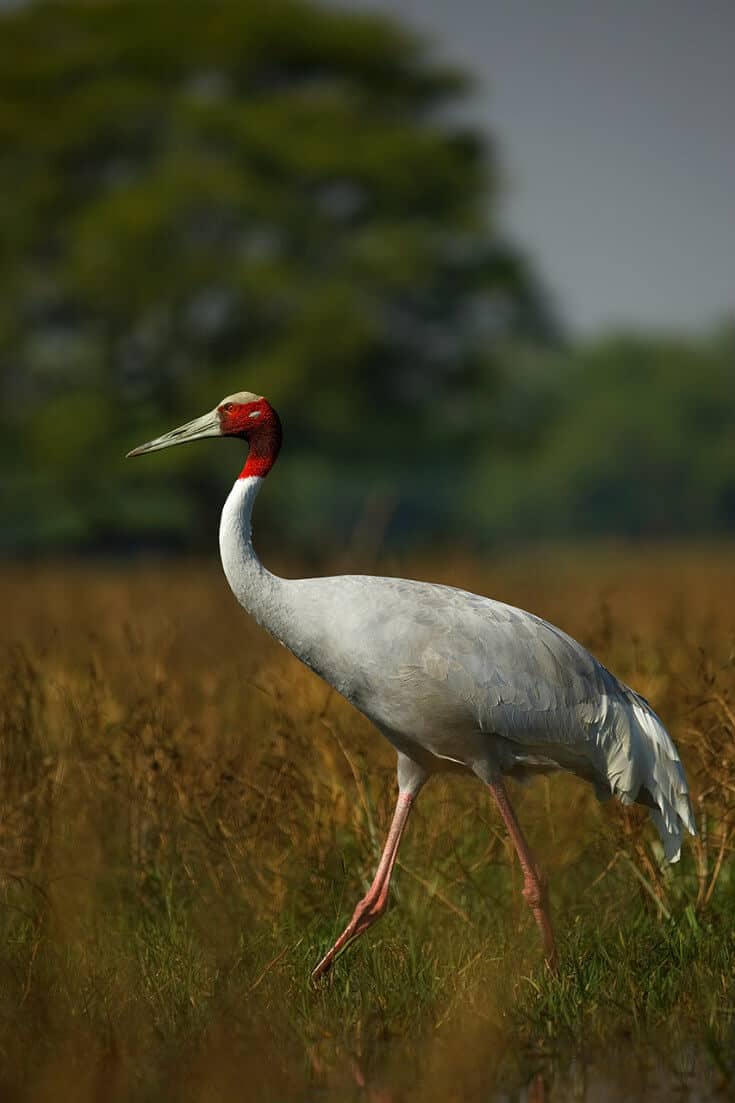 Water Birds of India -Sarus Crane