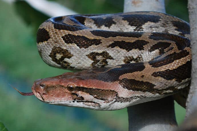 Dangerous Snakes in India -Rock Python by Pratik Dahod