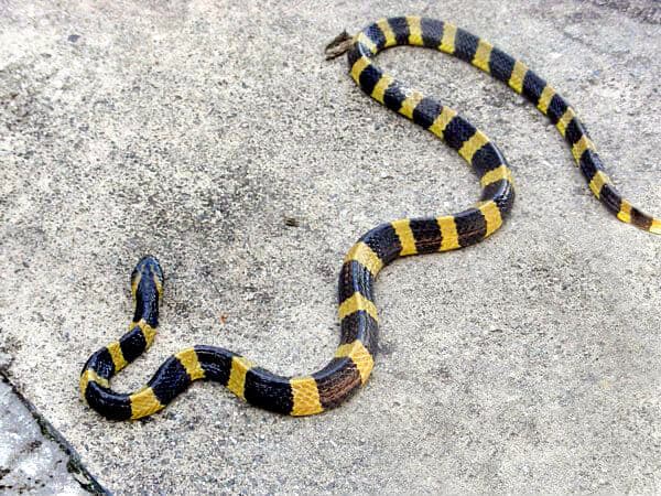 Deadly Snakes in India -Banded Krait