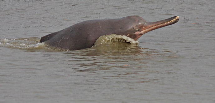Dolphins in India -Ganges River Dolphin