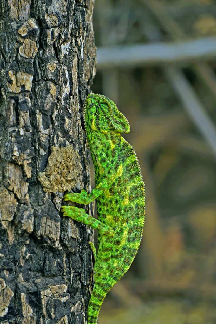 Indian Chameleon