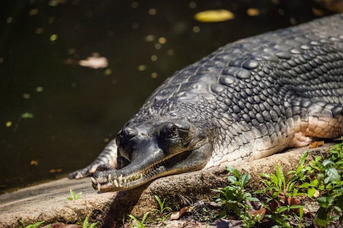 Indian Crocodiles -Gharial