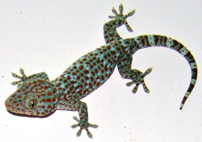 Indian Lizards -Tokay Gecko