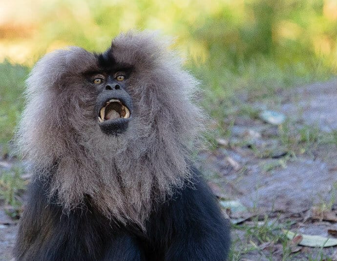 Indian Primates -Lion Tailed Macaque