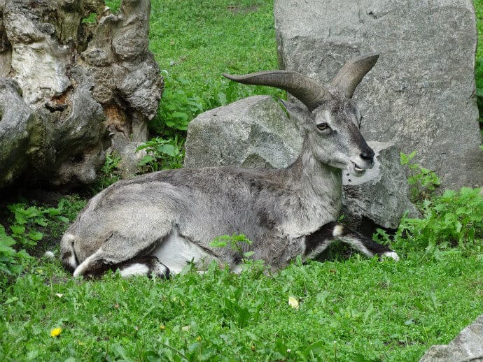 Indian Sheep -Bharal aka Himalayan Blue Sheep