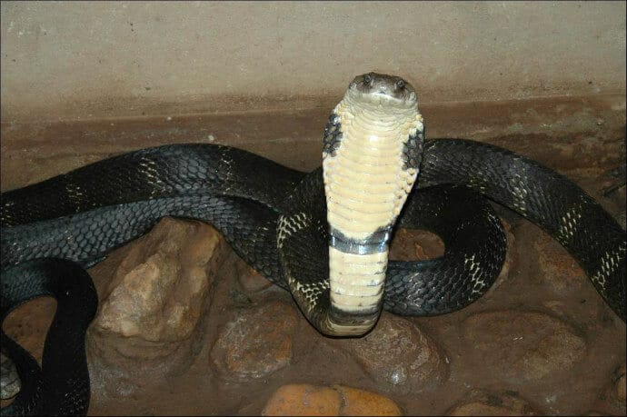 Indian Snakes -King Cobra