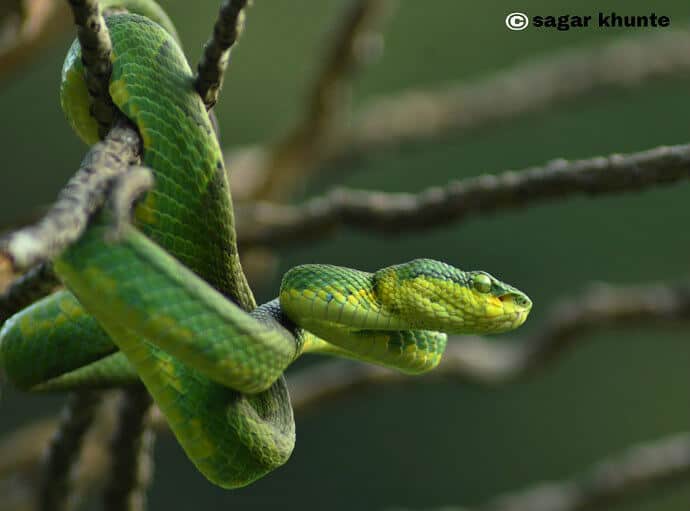 Indian Venomous Snakes -Green Pit Viper