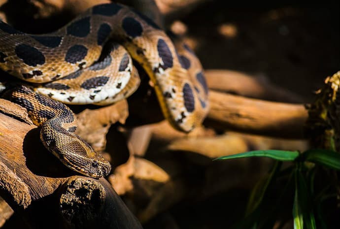 Indian poisonous snakes -Russell's Viper