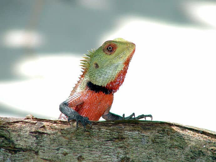 Lizards from India -Oriental Garden Lizard aka Bloodsucker