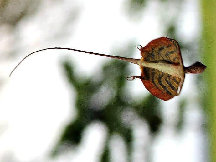 Lizards in India -Flying Draco aka Dragon Lizard