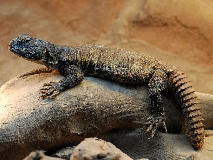 Lizards of India -Spiny Tailed Lizard aka Dab Lizard