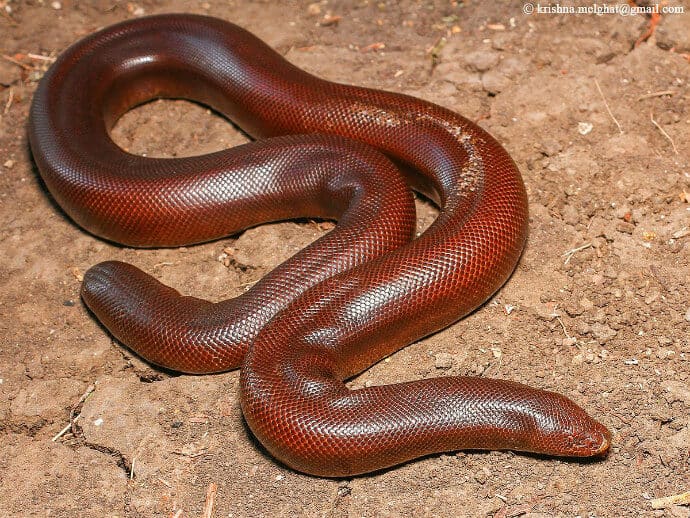 Non Poisonous Snakes of India -Red Sand Boa Eryx johnii by Ashahar alias Krishna Khan