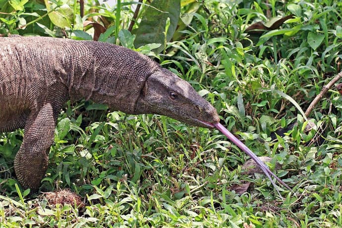 Reptiles in India -Indian Monitor Lizard (Varanus_bengalensis)