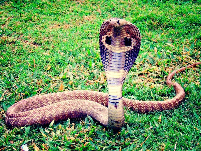 Snakes in India -Indian Cobra