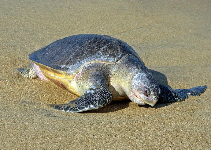 Turtles in India -Olive Ridley Sea Turtle Lepidochelys olivacea