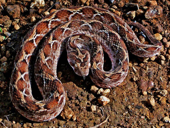 Venomous Snakes in India Saw-scaled Viper (Echis carinatus) Photographed by Shantanu Kuveskar