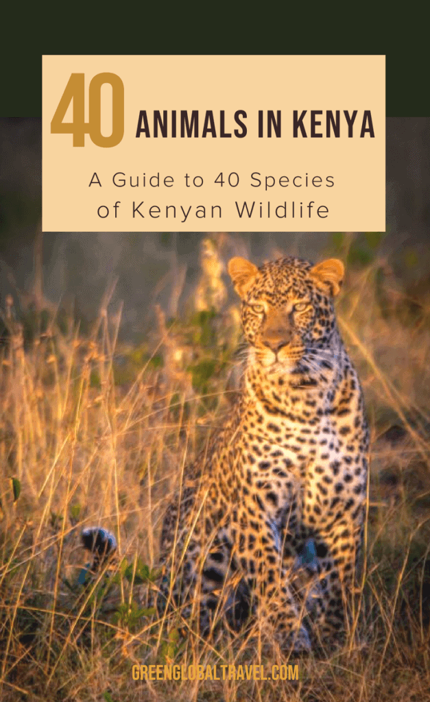 Animals in Kenya: A Guide to 40 Species of Kenyan Wildlife