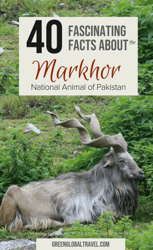 40 Fascinating facts about the Markhor Goat (The National Animal of Pakistan) with info on Markhor Horns, Markhor Life, and how it got it's nickname of the Snake Eater via @greenglobaltrvl