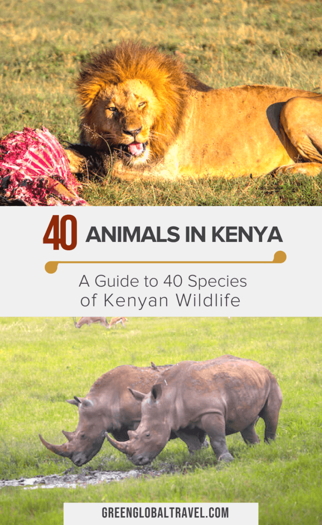 Animals in Kenya A Guide to 40 Species of Kenyan Wildlife