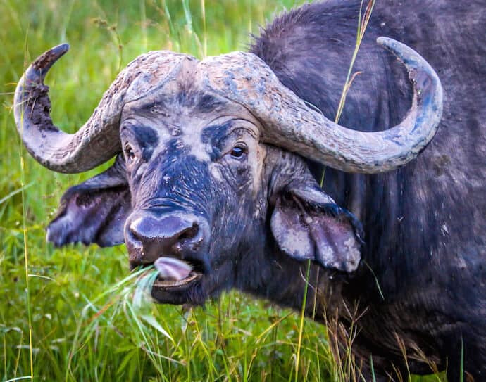Cape Buffalo, one of the Big 5 Animals in Kenya 