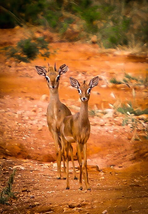 Kirk's Dik Dik in Meru National Park, Kenya 