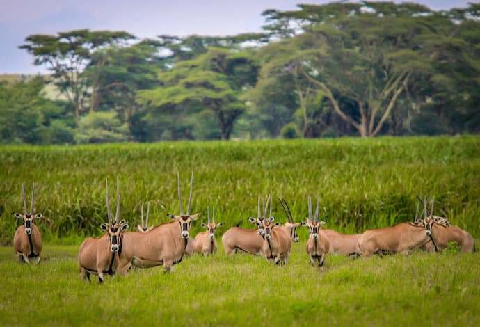 Kenyan Animals: East African Oryx in Lewa Conservancy