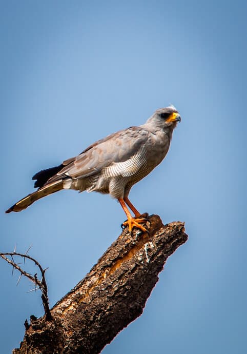 Eastern Chanting Goshawk in Meru National Park, Kenya