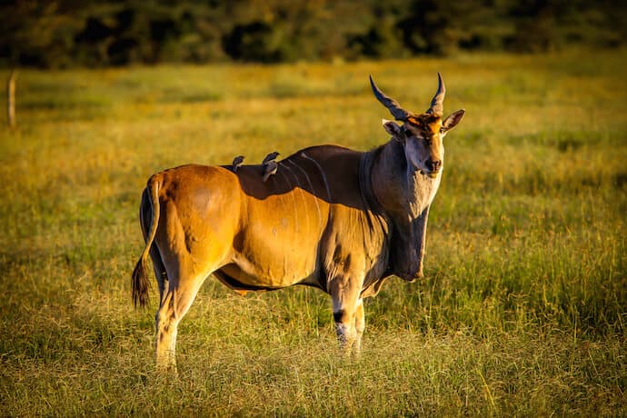 Eland in Ol Pejeta Conservancy, Kenya