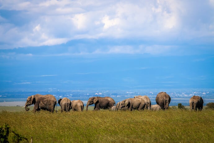 African Elephants in Ol Pejeta Conservancy