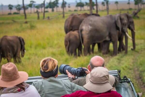 Animals in Kenya: African Elephants in the Maasai Mara