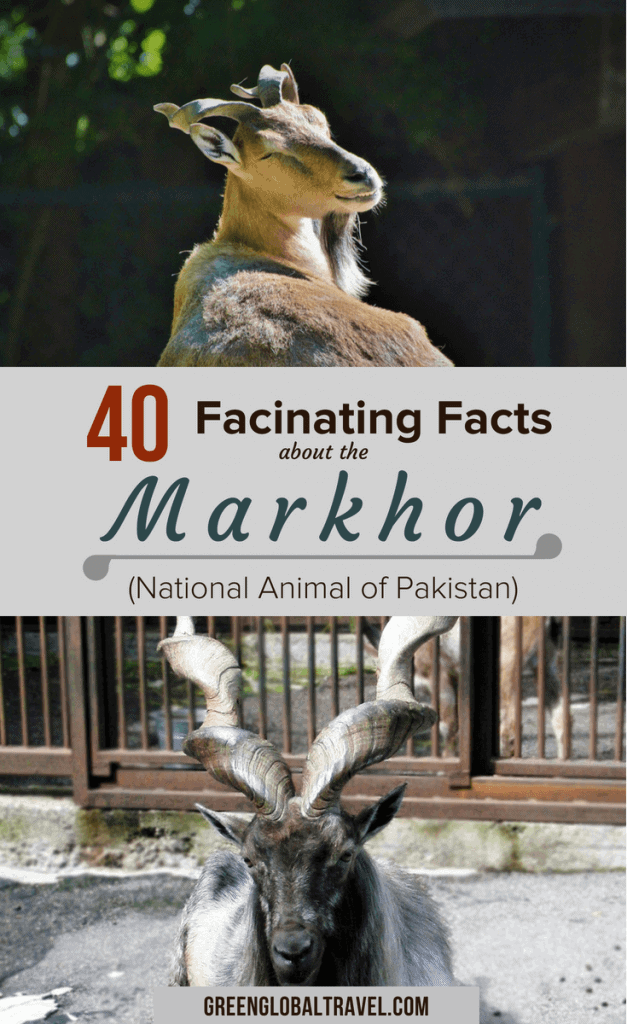 40 Fascinating facts about the Markhor Goat (The National Animal of Pakistan) with info on Markhor Horns, Markhor Life, and how it got it's nickname of the Snake Eater via @greenglobaltrvl