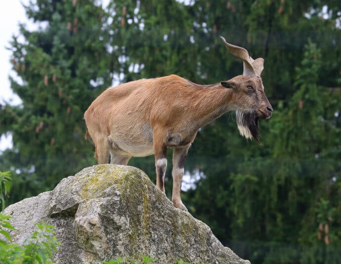 The Flare Horned or Astor Markhor Goat