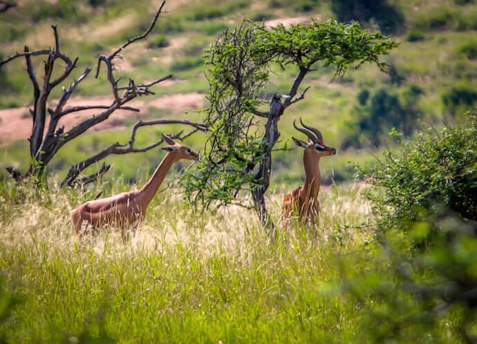 Kenyan Animals: Gerenuk in Lewa Conservancy 