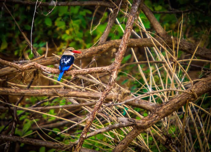 Grey Headed Kingfisher in Meru National Park, Kenya