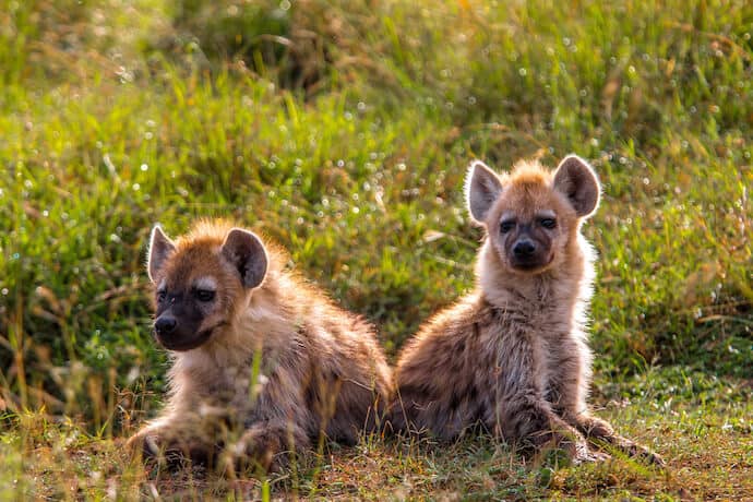 Animals in Kenya: A Guide to 40 Species of Kenyan Wildlife