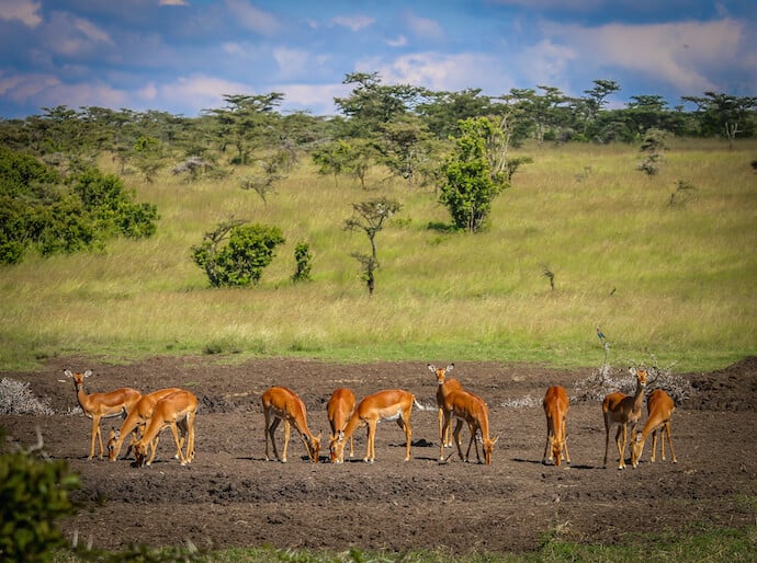 Impala in Ol Pejeta Conservancy, Kenya